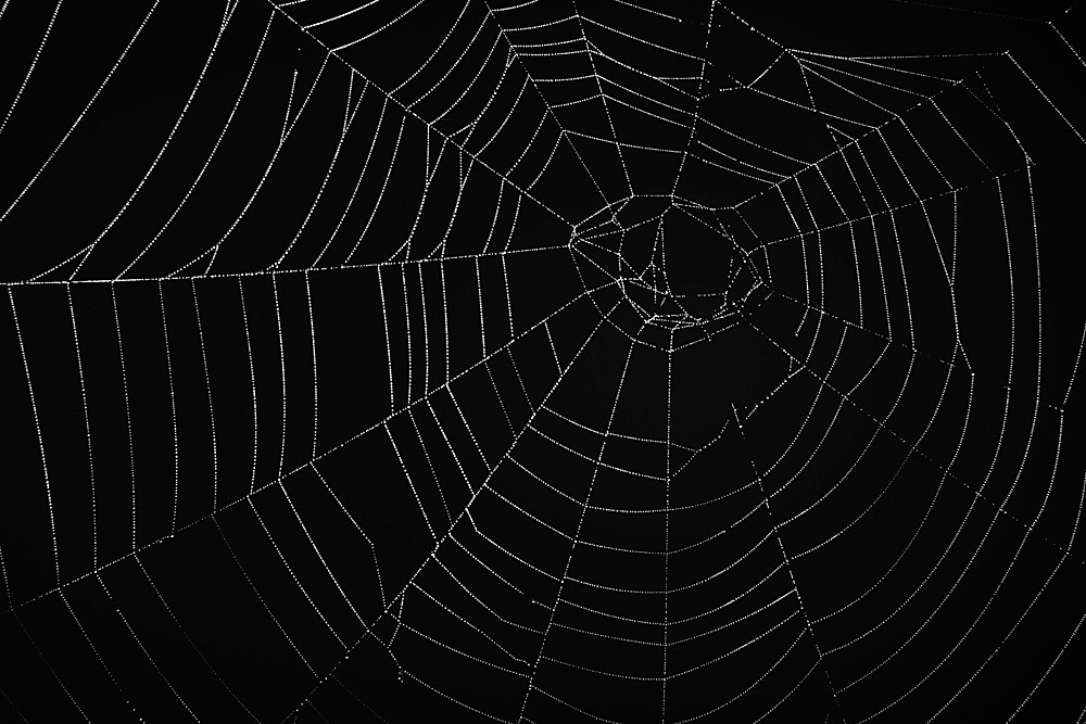 Orb web spider's web (family Araneidae), Sidwood, Kielder Forest, Northumberland National Park, England, United Kingdom, Europe