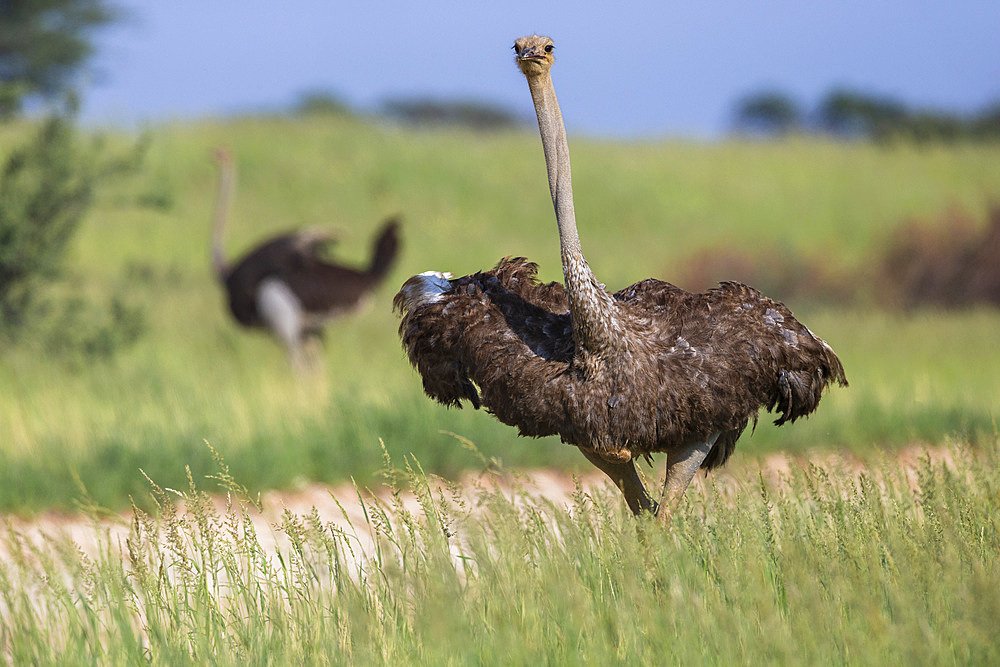 Ostrich (Struthio camelus) female, Kgalagadi Transfrontier Park, Northern Cape, South Africa, Africa