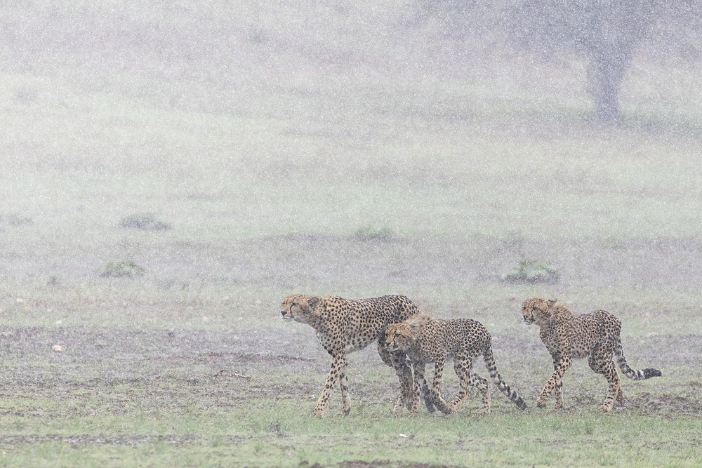 Cheetah (Acinonyx jubatus) mother with cubs in rain storm, Kgalagadi Transfrontier Park, Northern Cape, South Africa, Africa