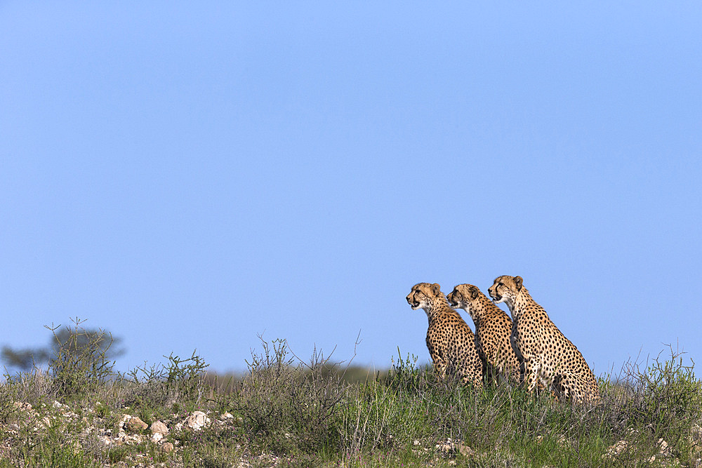 Cheetah (Acinonyx jubatus) mother with young, Kgalagadi Transfrontier Park, Northern Cape, South Africa, Africa