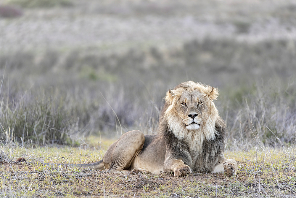 Lion (Panthera leo), Kgalagadi Transfrontier Park, Northern Cape, South Africa, Africa