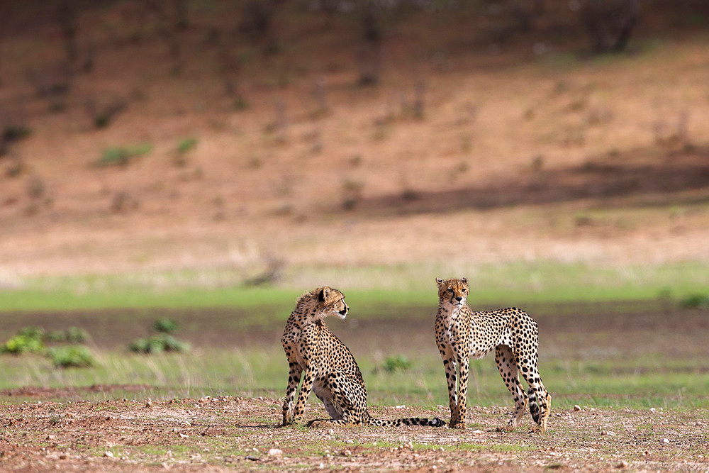 Young cheetah (Acinonyx jubatus), Kgalagadi Transfrontier Park, Northern Cape, South Africa, Africa