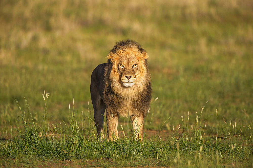 Lion (Panthera leo), Kgalagadi Transfrontier Park, Northern Cape, South Africa, Africa