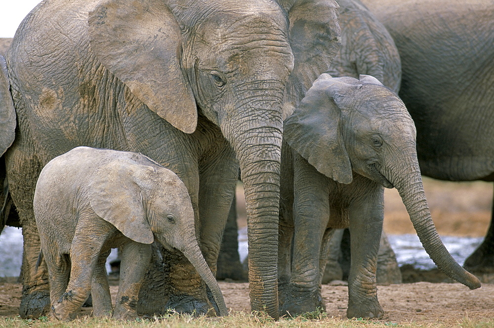 African elephant (Loxodonta africana) , Greater Addo National Park, South Africa, Africa