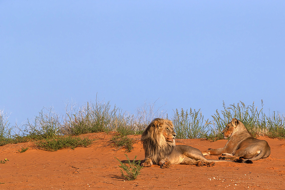 Lion and lioness (Panthera leo), Kgalagadi Transfrontier Park, Northern Cape, South Africa, Africa