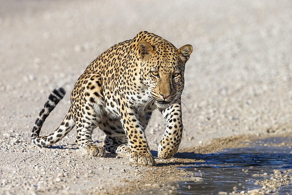 Leopard male (Panthera pardus) at puddle after rain, Kgalagadi Transfrontier Park, Northern Cape, South Africa, Africa