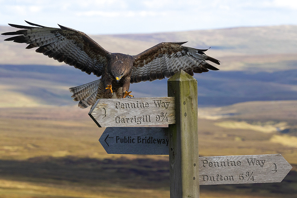 Common buzzard (Buteo buteo) landing on Pennine Way sign, Controlled, Cumbria, England, United Kingdom, Europe