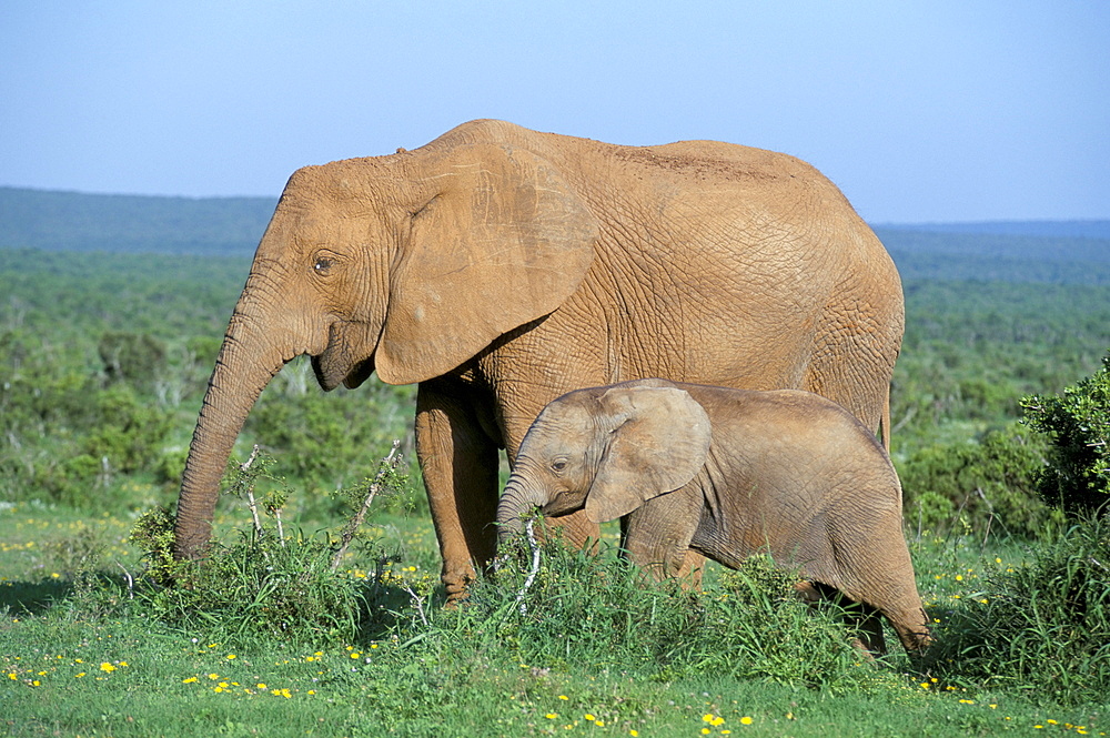 African elephant (Loxodonta africana) with calf, Addo National Park, South Africa, Africa