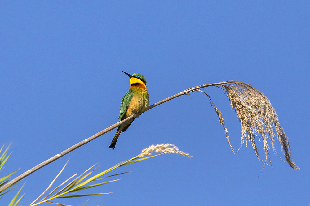 Little bee-eater (Merops pusillus), Chobe National Park, Botswana, Africa