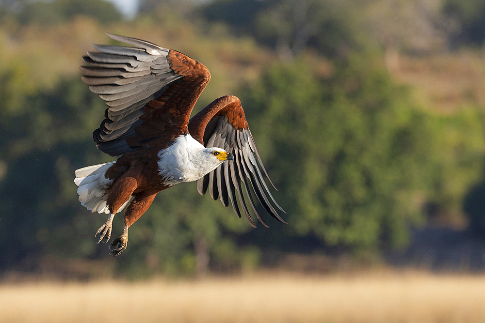 African fish eagle (Haliaeetus vocifer), Chobe National Park, Botswana, Africa