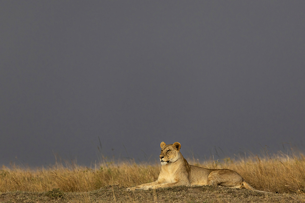 Lioness (Panthera leo), Masai Mara, Kenya, East Africa, Africa