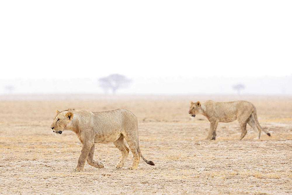 Lions (Panthera leo), Amboseli National Park, Kenya, East Africa, Africa