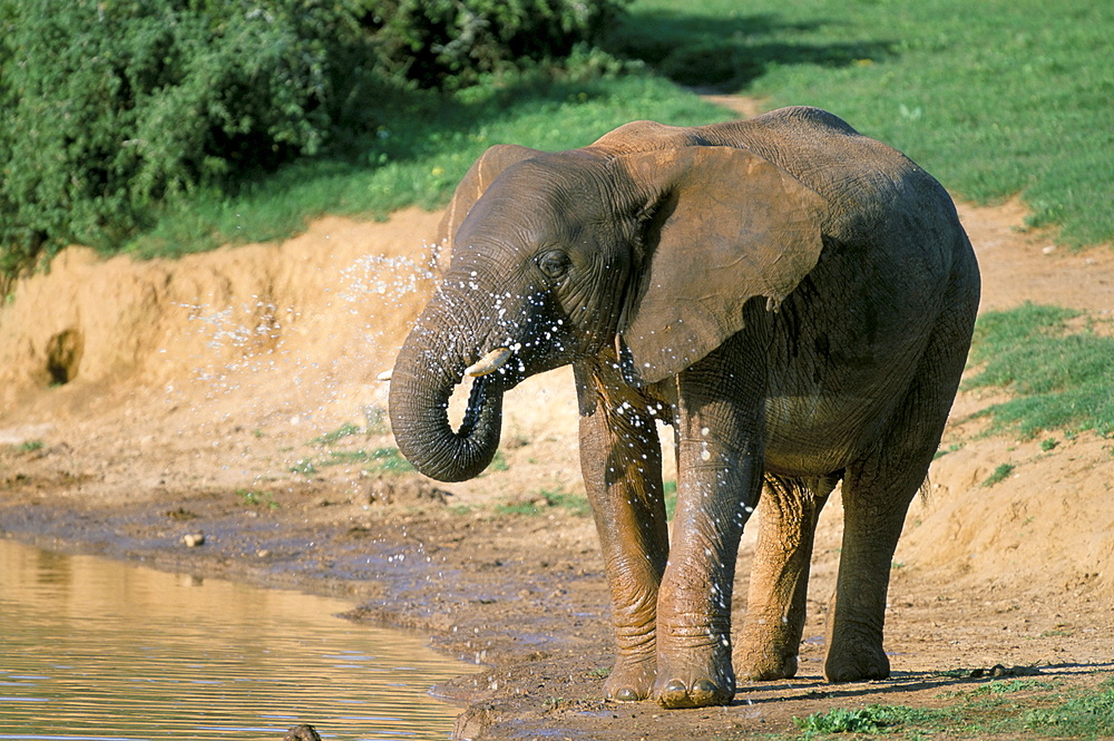 African elephant (Loxodonta africana), Addo National Park, South Africa, Africa