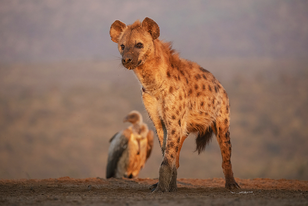 Spotted hyena (Crocuta crocuta), Zimanga Game Reserve, KwaZulu-Natal, South Africa, Africa