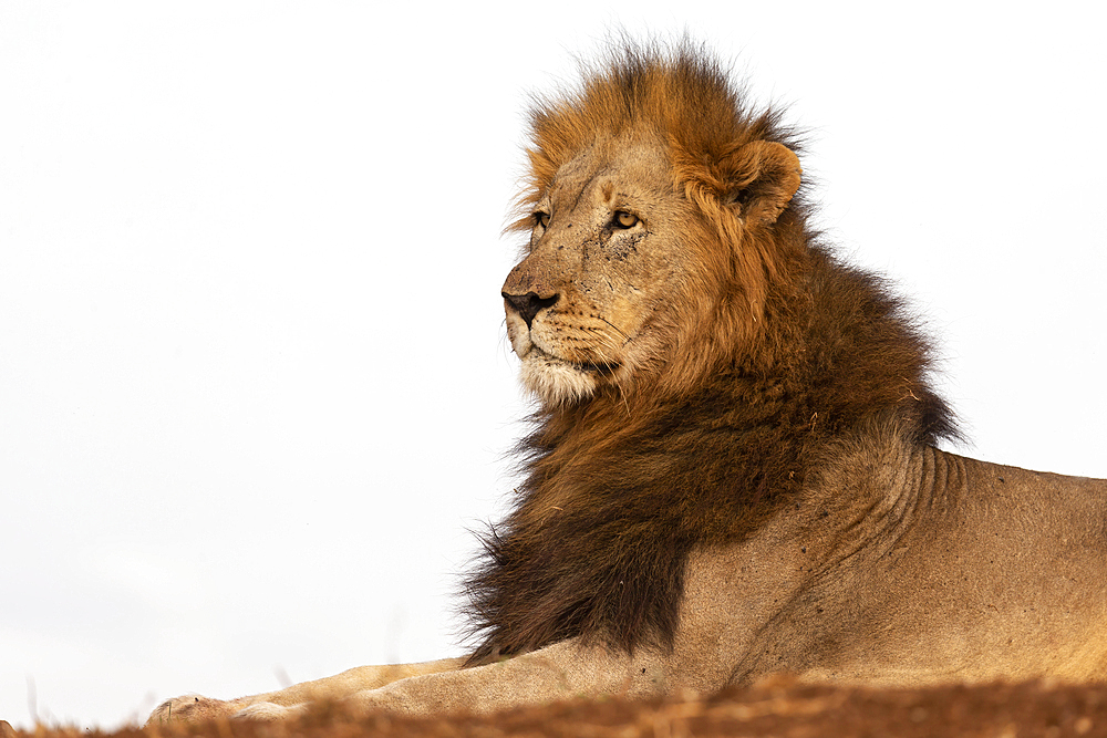 Lion (Panthera leo), Zimanga private game reserve, KwaZulu-Natal, South Africa, Africa