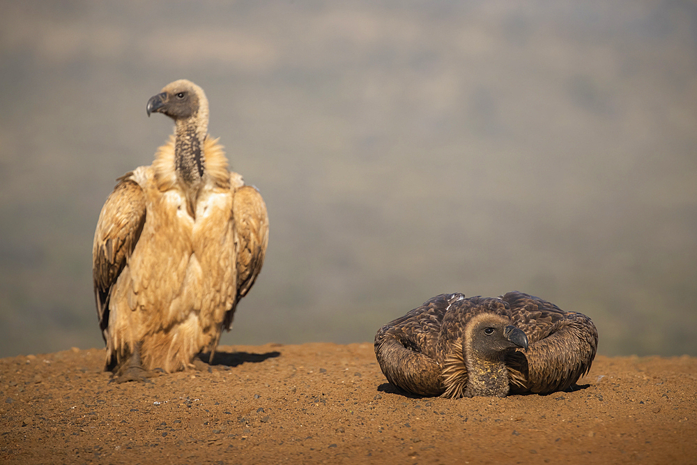 Whitebacked vulture (Gyps africanus) resting, Zimanga Game Reserve, KwaZulu-Natal, South Africa, Africa