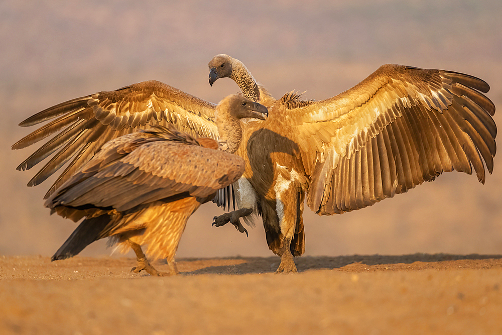 Whitebacked vultures (Gyps africanus) squabbling, Zimanga Game Reserve, KwaZulu-Natal, South Africa, Africa