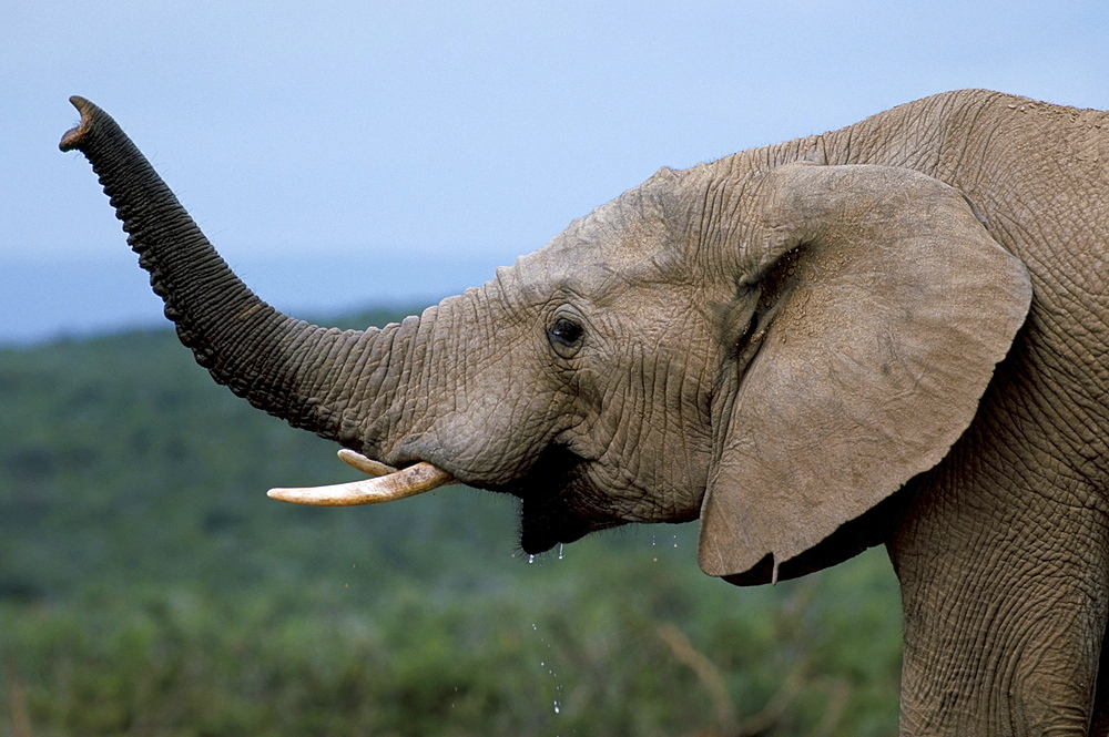 African elephant (Loxodonta africana) scenting danger, Addo National Park, South Africa, Africa