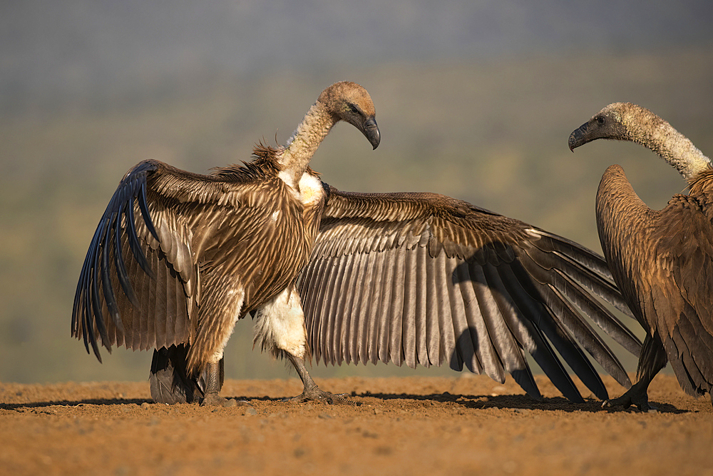 Whitebacked vulture (Gyps africanus) threat display, Zimanga Game Reserve, KwaZulu-Natal, South Africa, Africa