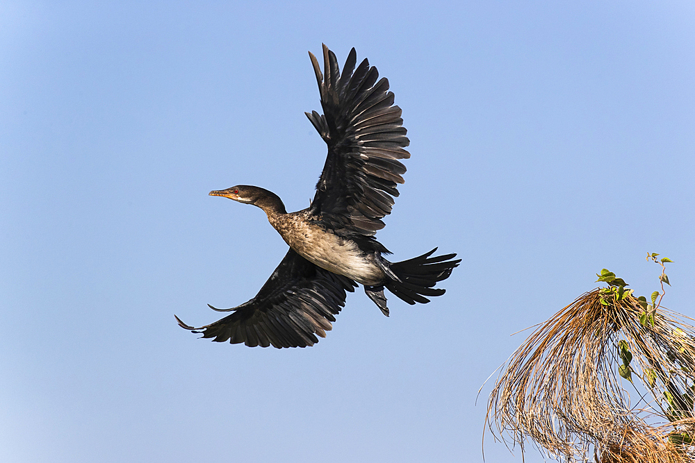 Reed cormorant (Microcarbo africanus), Chobe National Park, Botswana, Africa