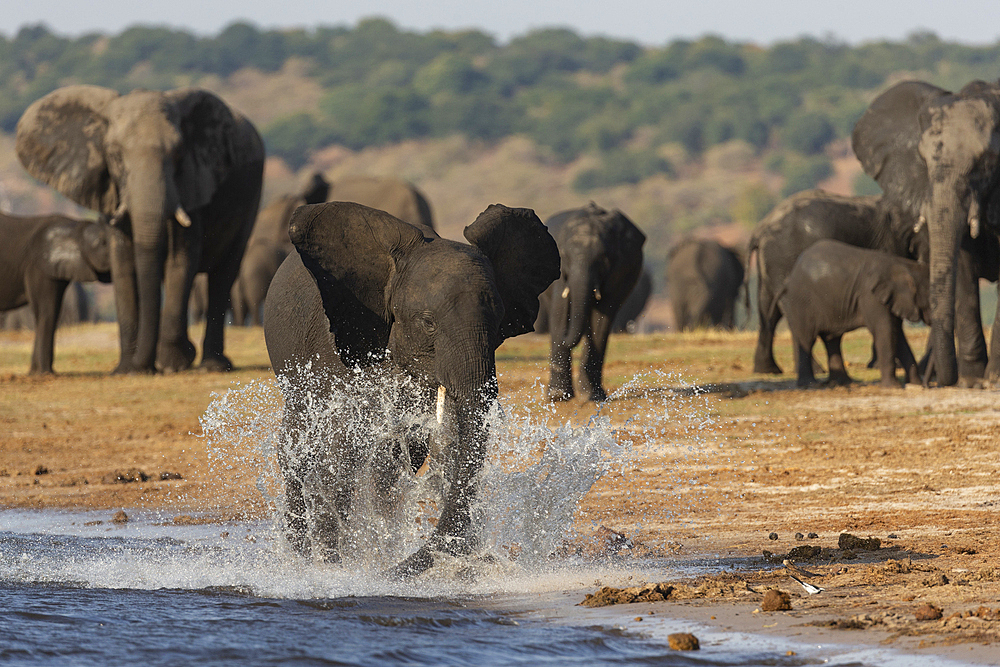 African elephants (Loxodonta africana), Chobe National Park, Botswana, Africa