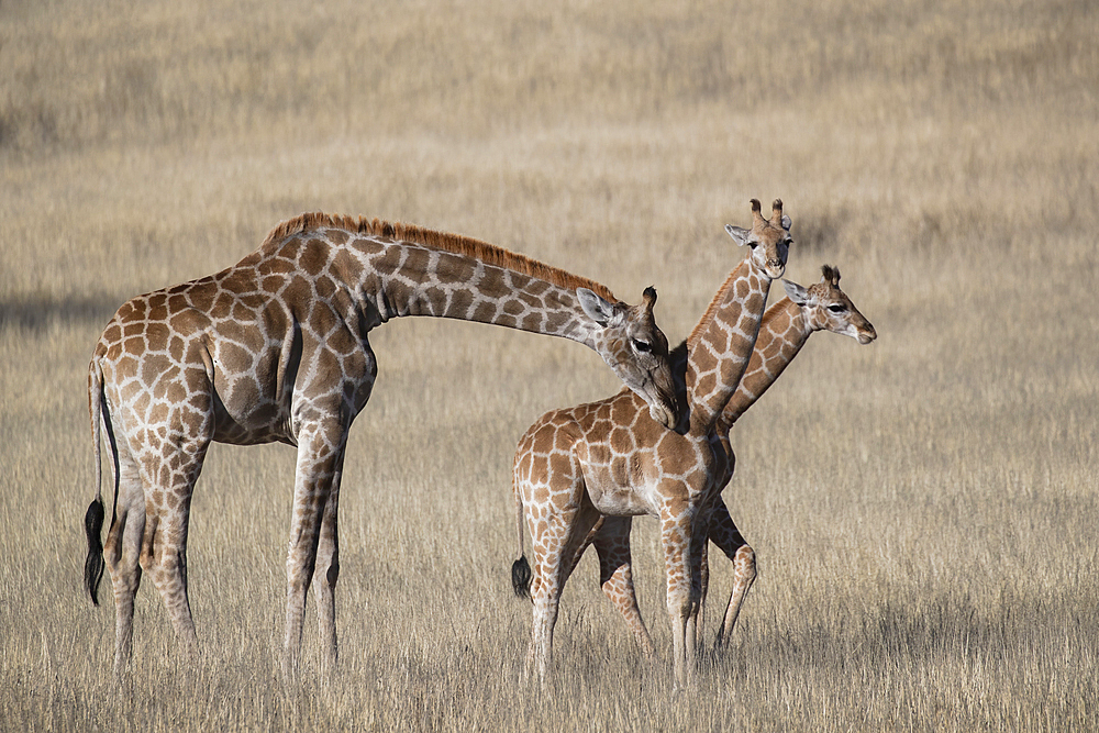 Giraffes (Giraffa camelopardalis), Kgalagadi transfrontier park, Northern Cape, South Africa, Africa