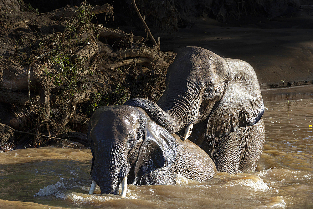 African elephants (Loxodonta africana) bathing, Mashatu Game Reserve, Botswana, Africa