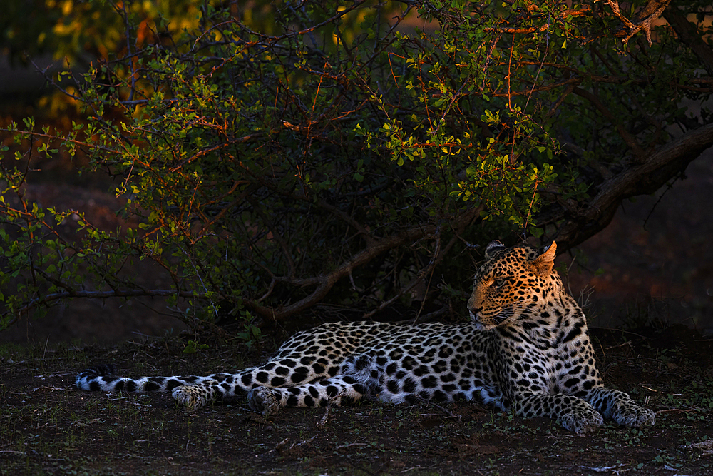 Leopard (Panthera pardus), Mashatu Game Reserve, Botswana, Africa