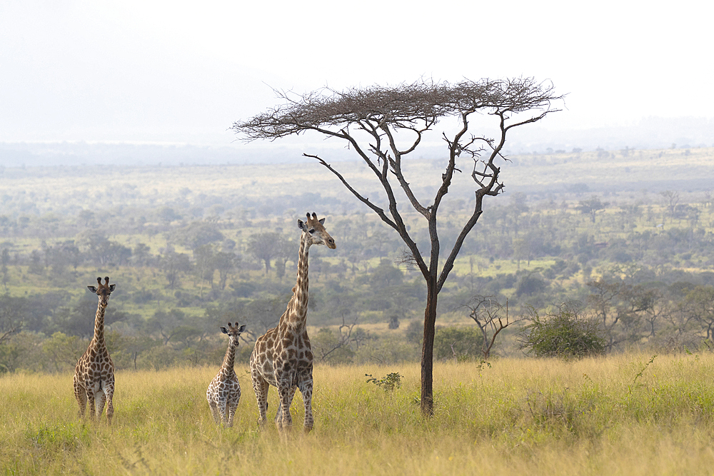 Giraffes (Giraffa camelopardalis), Zimanga game reserve, KwaZulu-Natal, South Africa, Africa