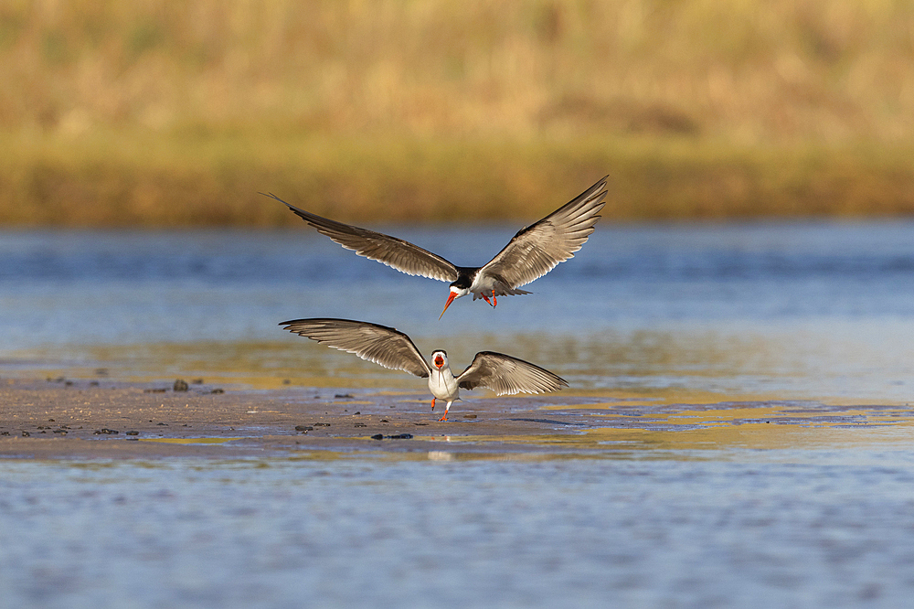 African skimmers (Rynchops flavirostris), Chobe National Park, Botswana, Africa