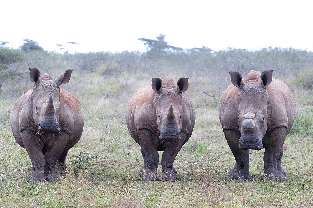 White rhinos (Ceratotherium simum) horned and dehorned, Zimanga Game Reserve, KwaZulu-Natal, South Africa, Africa