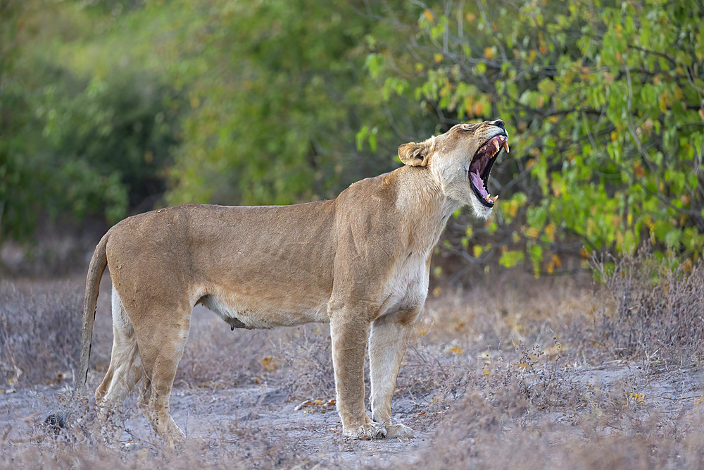 Lioness (Panthera leo), Chobe National Park, Botswana, Africa