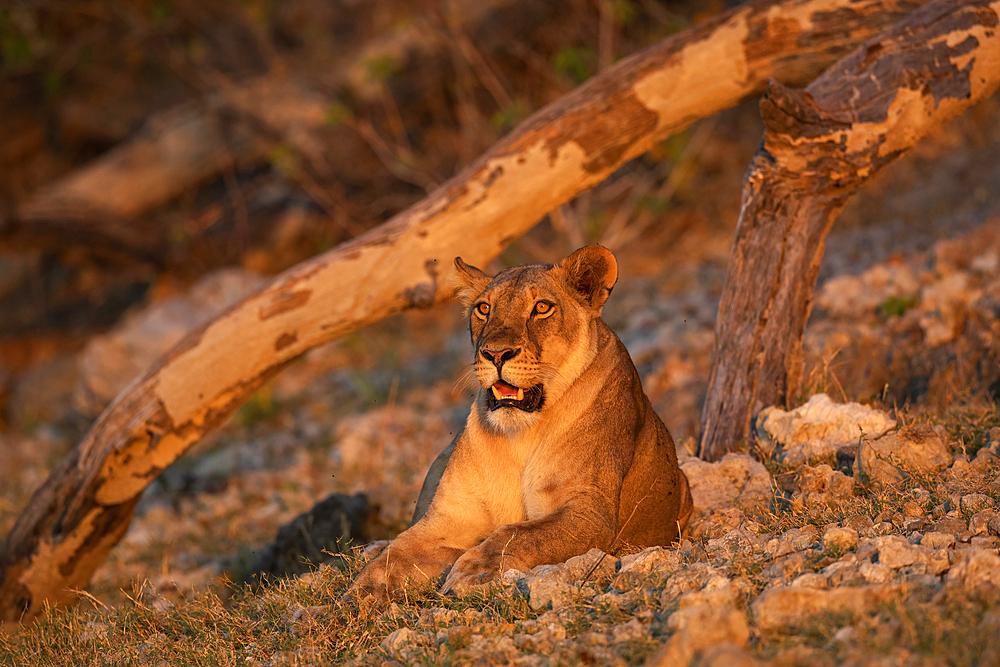 Lioness (Panthera leo), Chobe National Park, Botswana, Africa