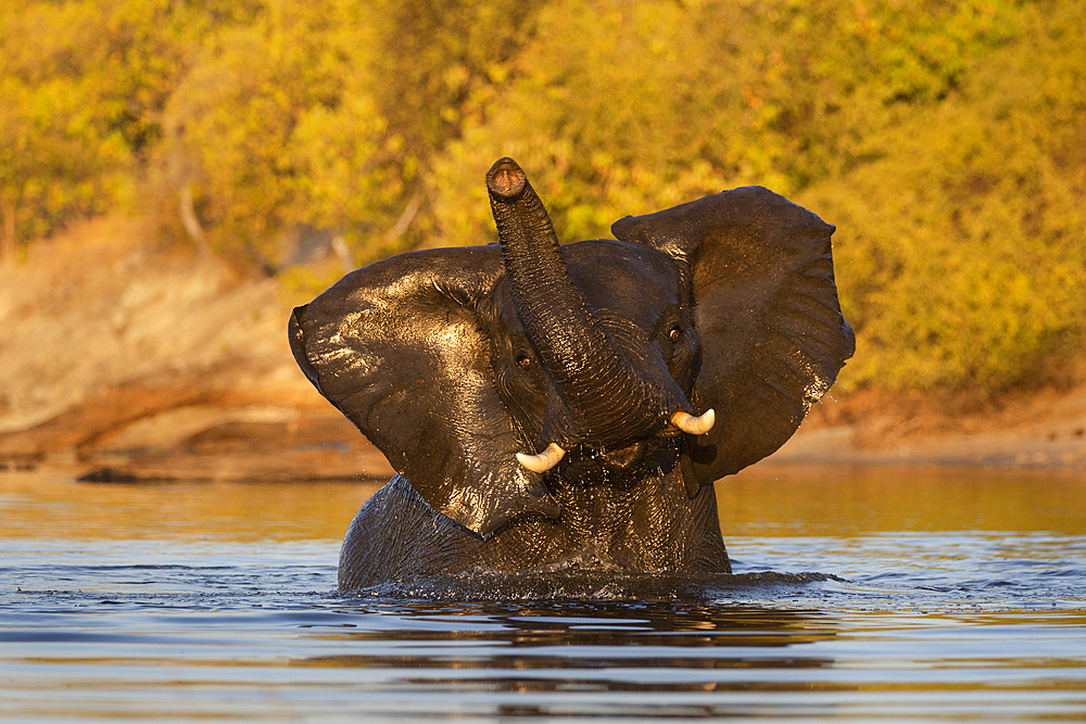 African elephant (Loxodonta africana), Chobe National Park, Botswana, Africa