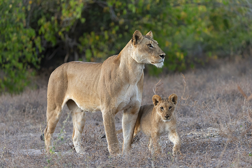 Lioness (Panthera leo) and cub, Chobe National Park, Botswana, Africa