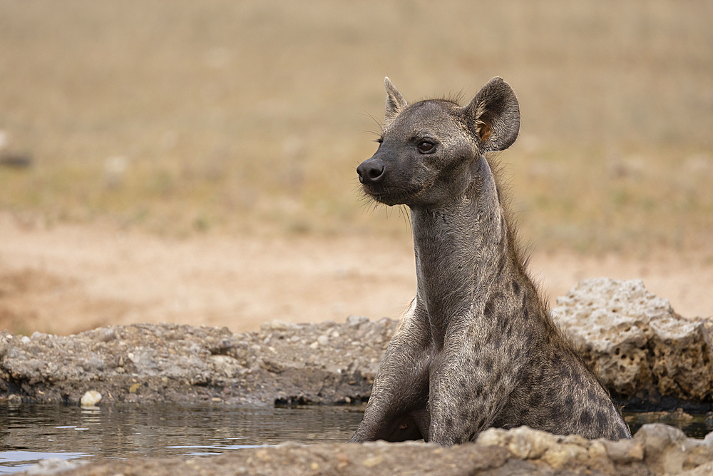 Spotted hyena, (Crocuta crocuta) cooling off, Kgalagadi Transfrontier Park, Northern Cape, South Africa, Africa