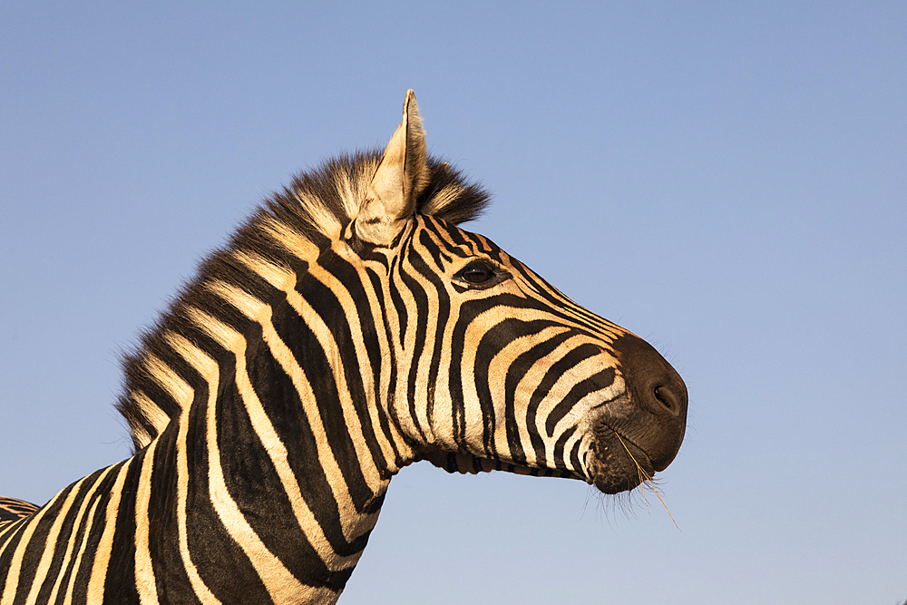 Plains zebra (Equus quagga burchellii), Zimanga Game Reserve, KwaZulu-Natal, South Africa, Africa