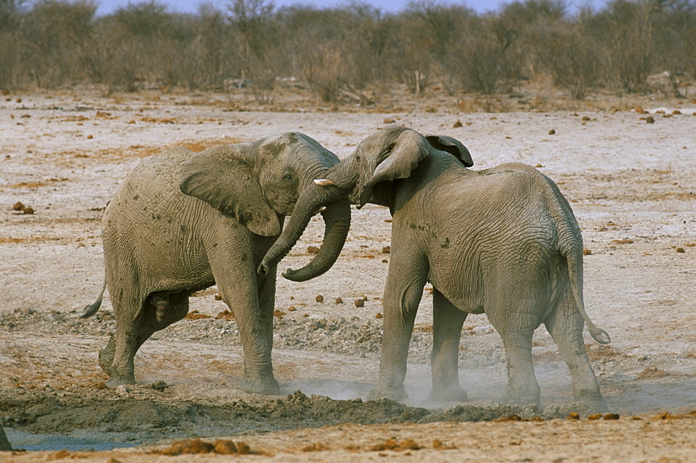 Two African elephants (Loxodonta africana) fighting, Etosha National Park, Namibia, Africa