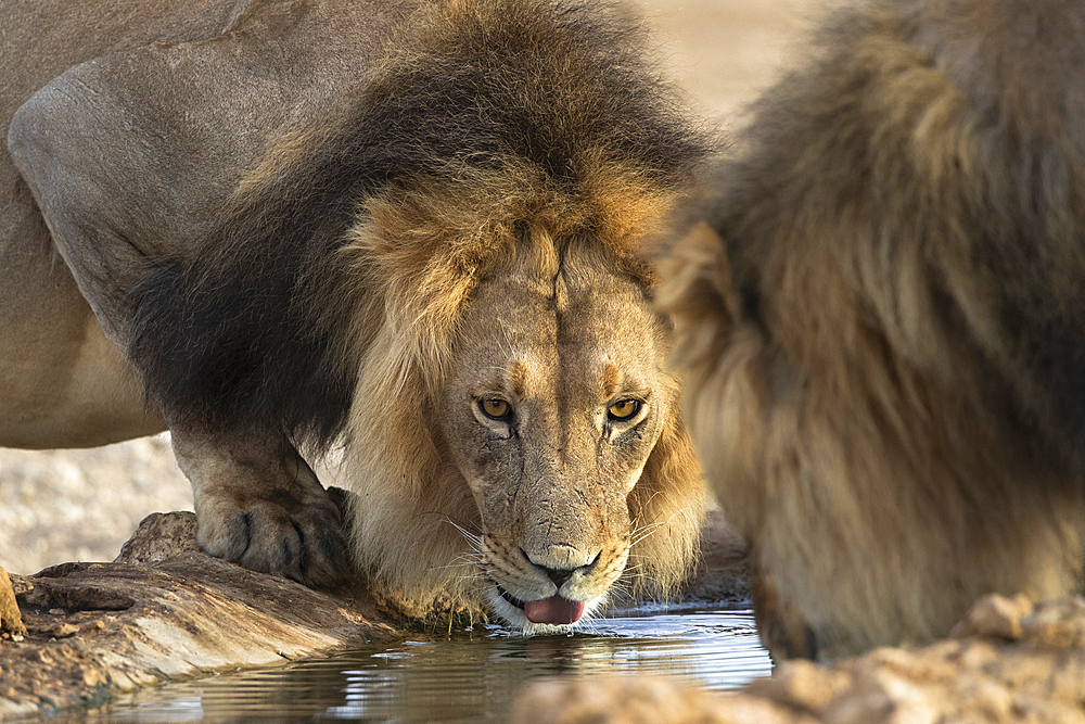 Lion (Panthera leo) drinking, Kgalagadi transfrontier park, Northern Cape, South Africa, Africa