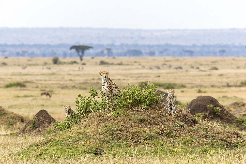 Cheetah with cubs (Acinonyx jubatus). Masai Mara, Kenya, East Africa, Africa