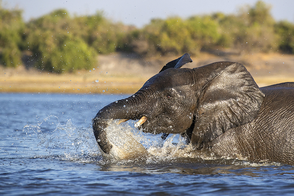 African elephant (Loxodonta africana), Chobe National Park, Botswana, Africa