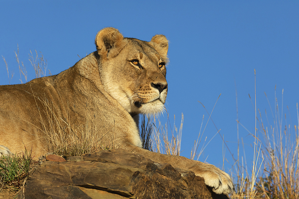 Lion (Panthera leo), Mountain Zebra National Park, South Africa, Africa