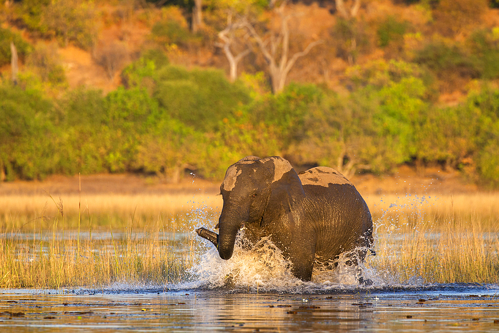 African elephant (Loxodonta africana), Chobe National Park, Botswana, Africa