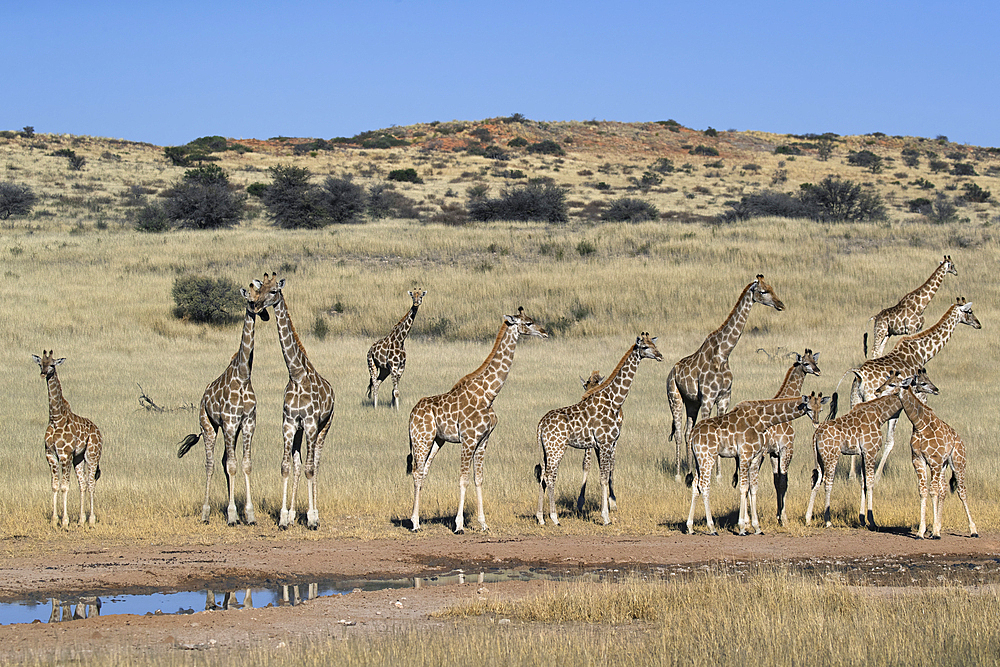 Giraffes (Giraffa camelopardalis), Kgalagadi Transfrontier Park, Northern Cape, South Africa, Africa