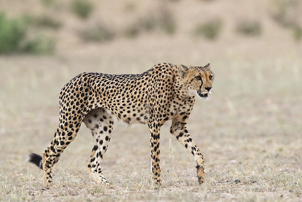 Cheetah (Acinonyx jubatus), Kgalagadi Transfrontier Park, Northern Cape, South Africa, Africa