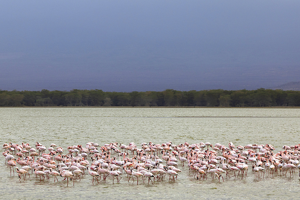 Lesser flamingoes (Phoeniconaias minor), Amboseli National Park, Kenya, East Africa, Africa