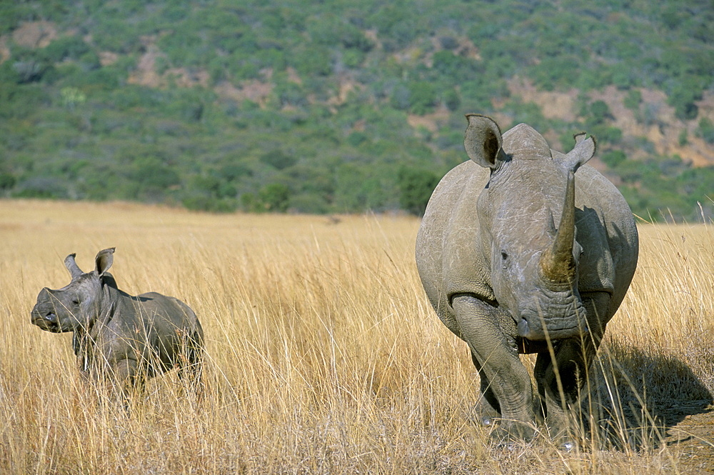 White rhino (Ceratotherium simum) mother and calf, Itala Game Reserve, South Africa, Africa