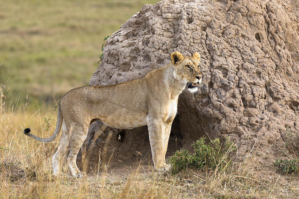 Lioness (Panthera leo), Masai Mara, Kenya, East Africa, Africa