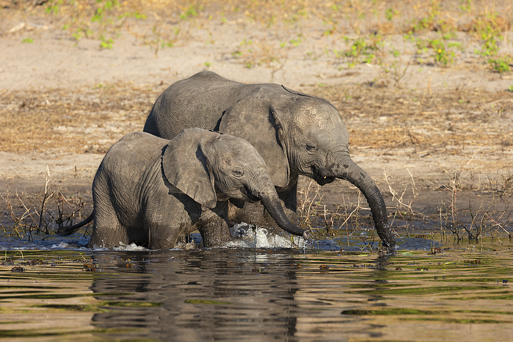 African elephants (Loxodonta africana), Chobe National Park, Botswana, Africa