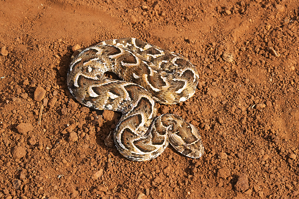 Puff adder (Bitis arietans), Zimanga Game Reserve, KwaZulu-Natal, South Africa, Africa